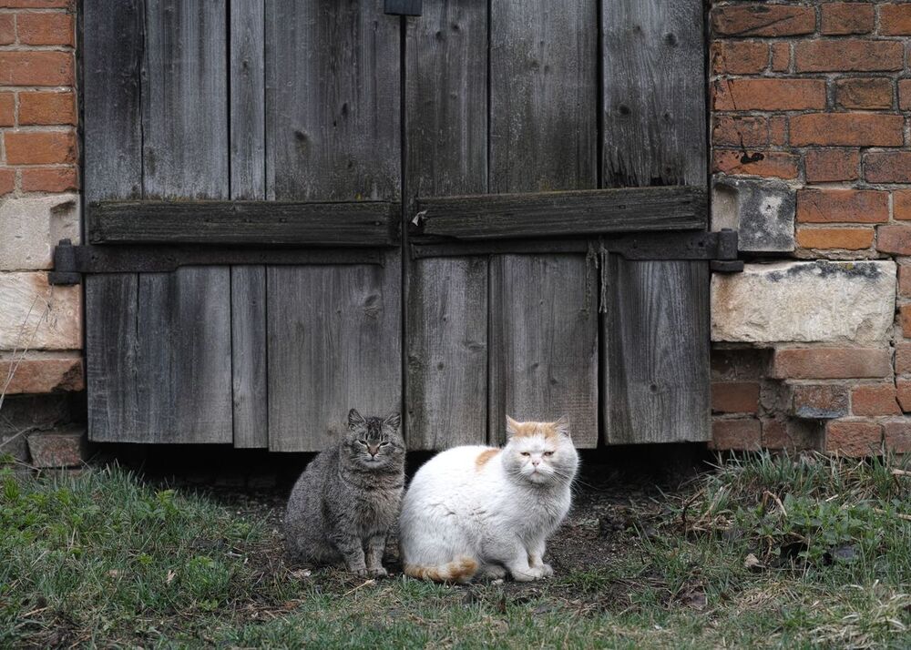 Юрий Пальмин. Экспозиция "Котофот"