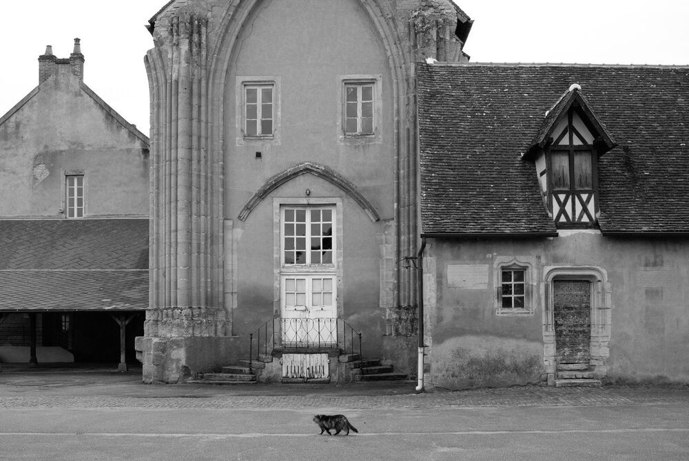 Юрий Пальмин. Экспозиция "Котофот"