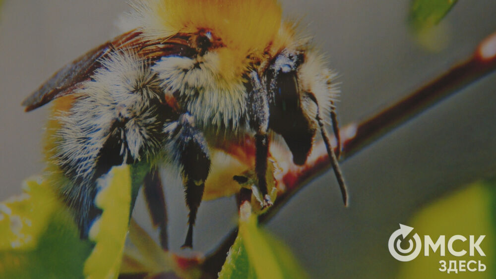 В Омском музее Кондратия Белова начала работу выставка "В объективе-вся жизнь&hellip;" (0+).