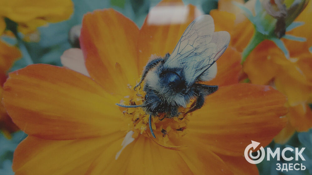 В Омском музее Кондратия Белова начала работу выставка "В объективе-вся жизнь&hellip;" (0+).