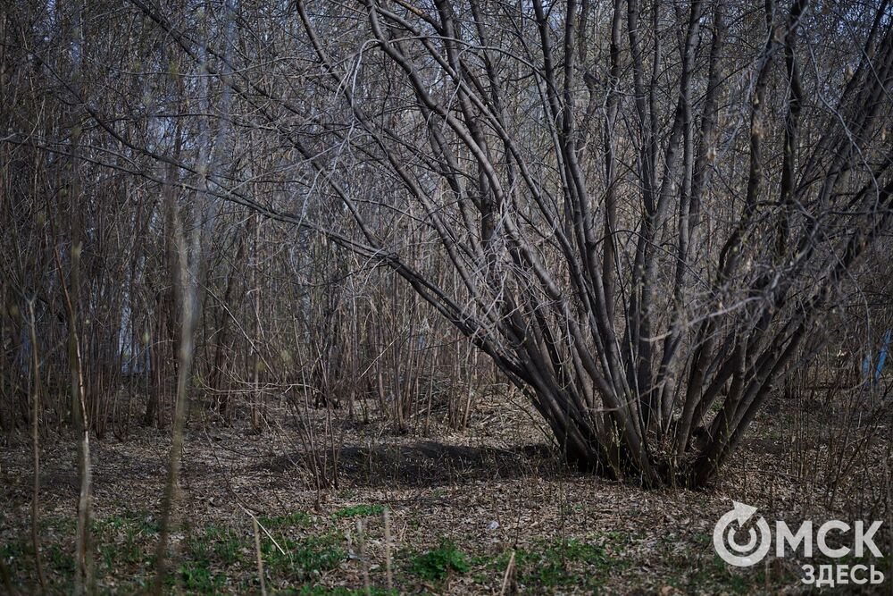 Одно из омских кладбищ, где на Радоницу не увидеть свежих цветов. Фото: Илья Петров