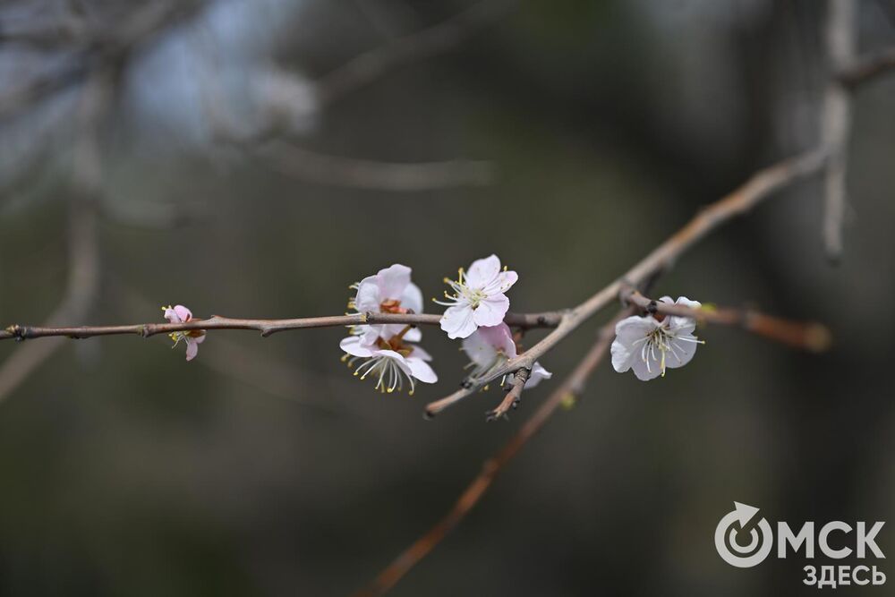 Каждый год абрикосовое дерево дарит омичам не только положительные впечатления, но и несколько десятков атмосферных фотоснимков. Фото: Илья Петров.