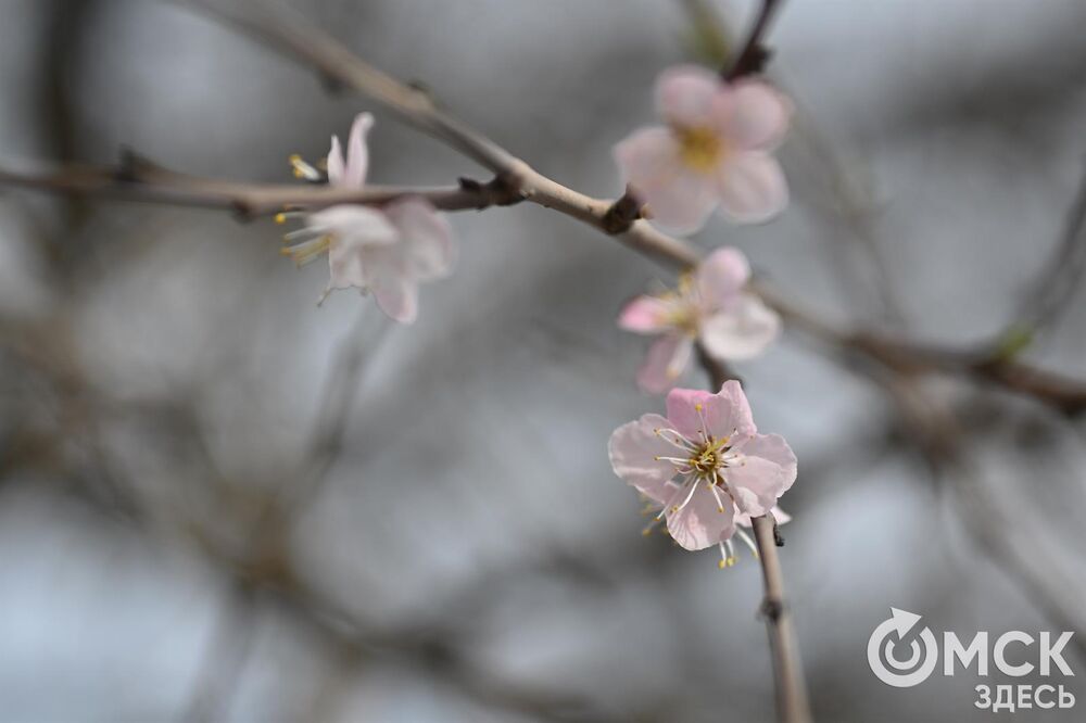 Каждый год абрикосовое дерево дарит омичам не только положительные впечатления, но и несколько десятков атмосферных фотоснимков. Фото: Илья Петров.