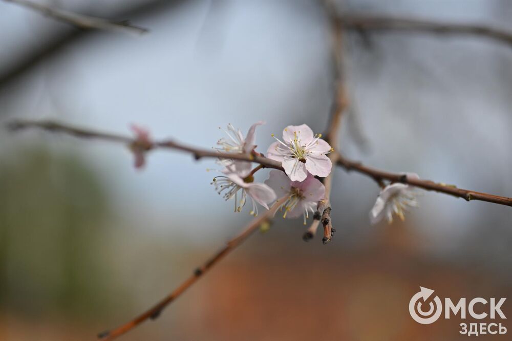 Каждый год абрикосовое дерево дарит омичам не только положительные впечатления, но и несколько десятков атмосферных фотоснимков. Фото: Илья Петров.