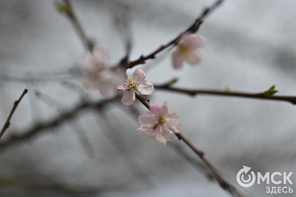 Каждый год абрикосовое дерево дарит омичам не только положительные впечатления, но и несколько десятков атмосферных фотоснимков. Фото: Илья Петров.