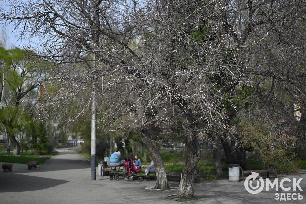 Каждый год абрикосовое дерево дарит омичам не только положительные впечатления, но и несколько десятков атмосферных фотоснимков. Фото: Илья Петров.